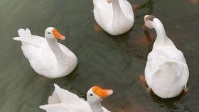 国产动画鹅鹅鹅的视频,国产动画中的奇幻冒险之旅