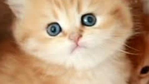 国产猫萌化视频在线观看,在线观看，萌化你的每一天