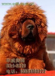 国产藏獒被打视频大全,揭示残酷现实与反思