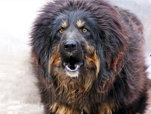 国产藏獒被打视频大全,揭示残酷现实与反思