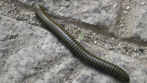 国产撒尿视频大全