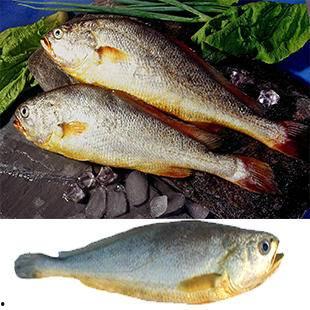 国产黄鱼视频网站推荐,视频网站推荐带你领略海洋鲜味