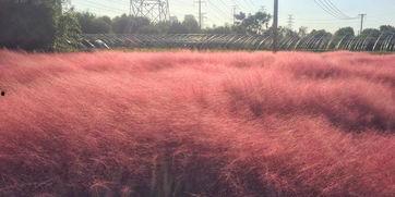 2021国产乱子视频,揭秘网络迷雾下的暗流涌动