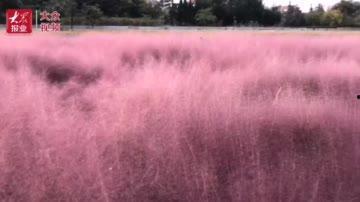 2021国产乱子视频,揭秘网络迷雾下的暗流涌动