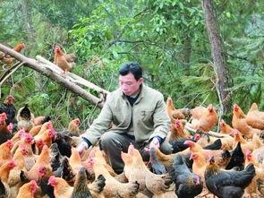 国产大豆喂鸡视频,营养健康养殖新篇章