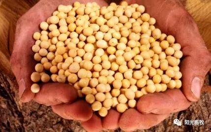 国产大豆喂鸡视频,营养健康养殖新篇章