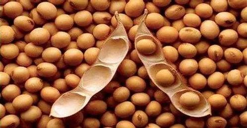 国产大豆喂鸡视频,营养健康养殖新篇章