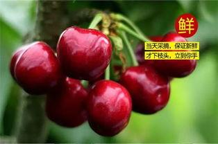 国产大樱桃卖家是谁呀视频,探寻优质樱桃的源头