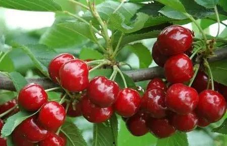 国产大樱桃卖家是谁呀视频,探寻优质樱桃的源头