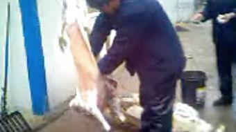 国产sm喝尿视频大全